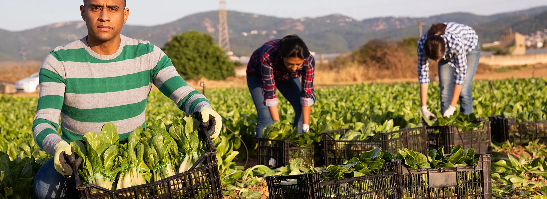 AGRICULTURE RECRUTE