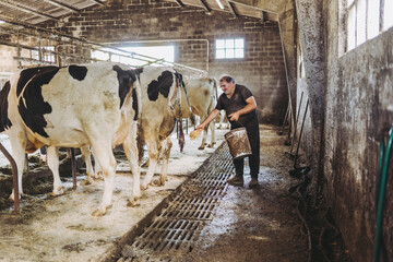 elevage vaches elevage vaches