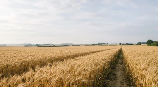 Analyse des données statistiques et indicateurs de performance du secteur agricole français